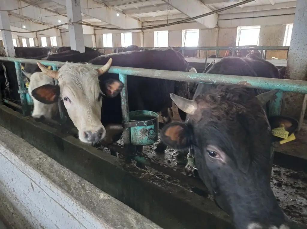 Мясной кластер КР. Плюсы объединения производителей и переработчиков