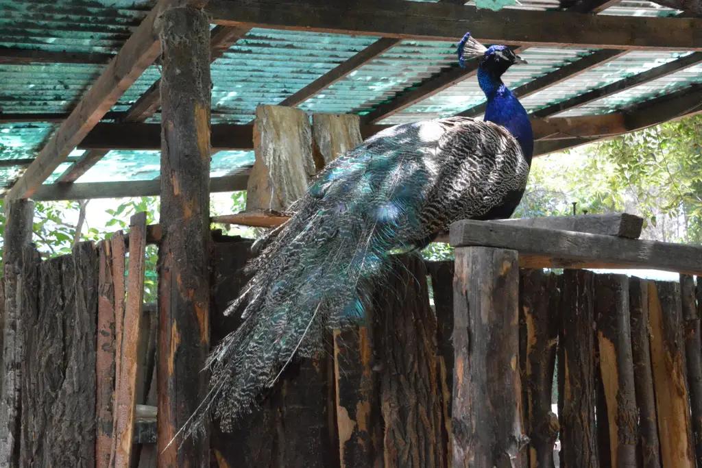 Реабилитационный зоопарк нуждается в ремонте – надо соответствовать парку