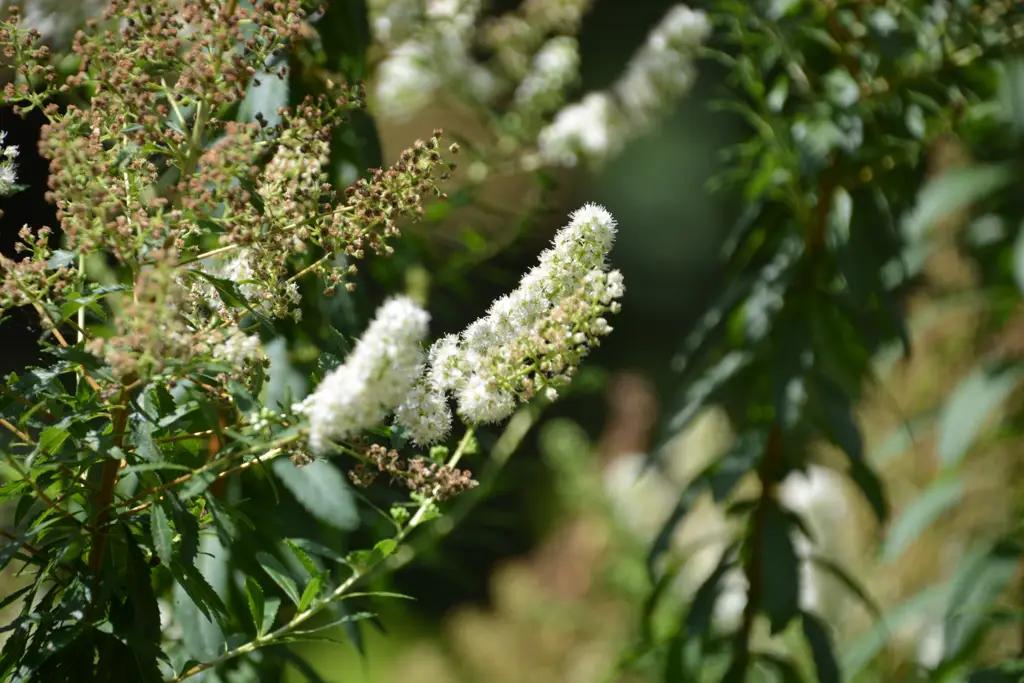 «Легким» города хотят вернуть былую славу