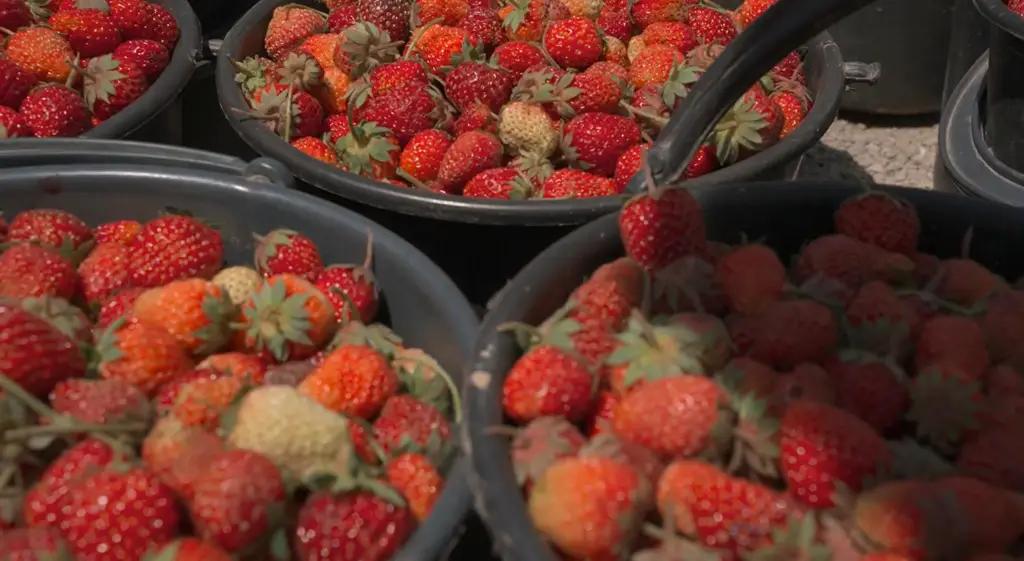 Экспорт клубники. Заказы поступают только на местные сорта