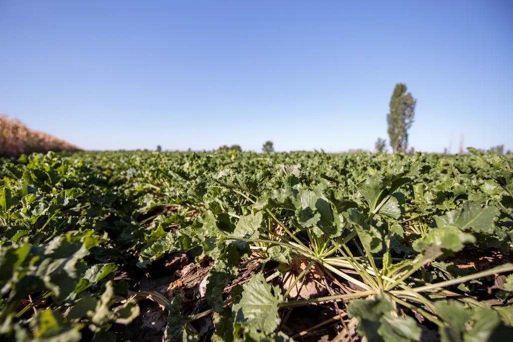 Сахарная безопасность. Почему Кыргызстану важно защитить своих фермеров