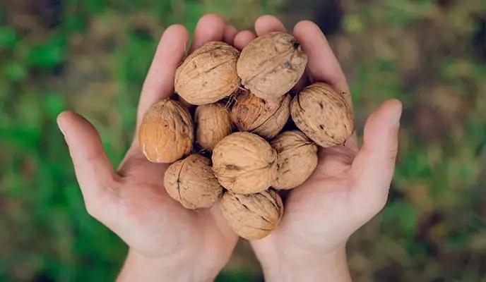 От Арсланбоба до Европы: как кыргызские орехи выходят на мировой рынок