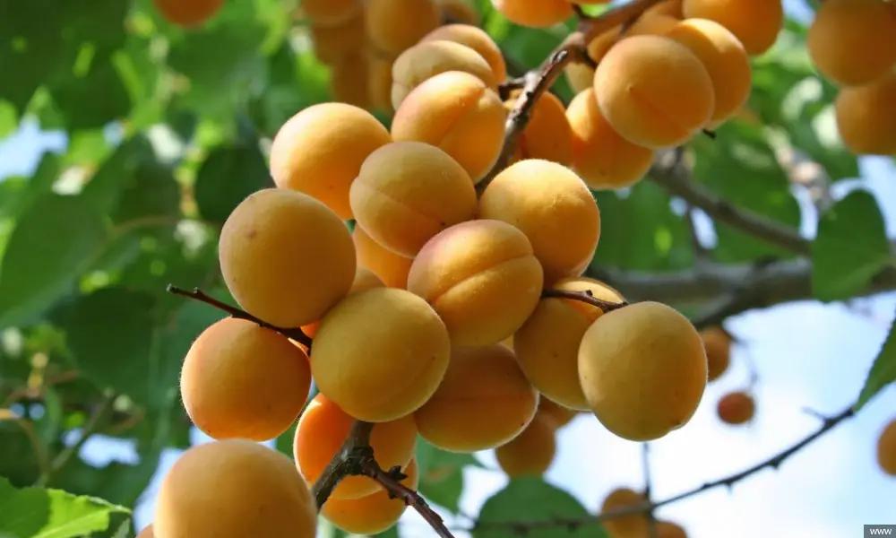 В Китай отправят крупную партию баткенских абрикосов