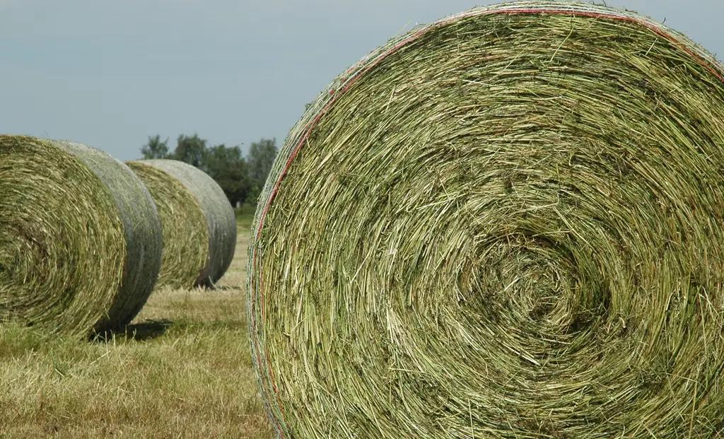 Дефицита кормовых культур в Кыргызстане не будет