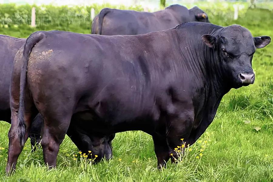 Агентство развития и инвестирования закупит бычков на 30.3 млн сомов