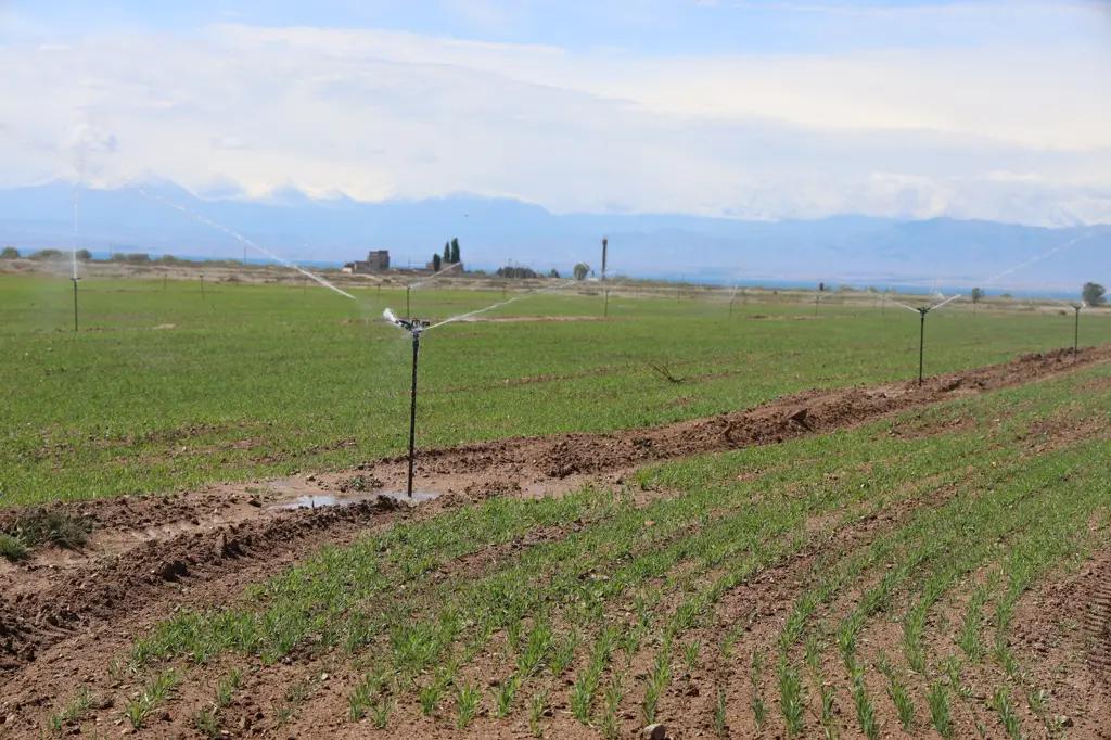 В селе Кош-Кол новая поливная система помогает экономить воду