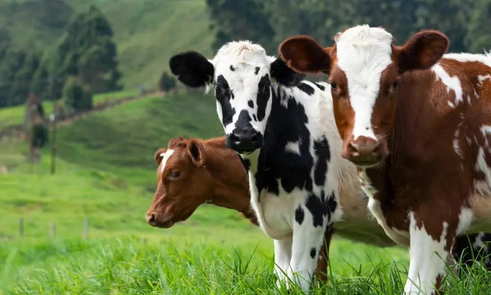 За четыре месяца с начала года КР экспортировала 42.2 тысячи голов КРС