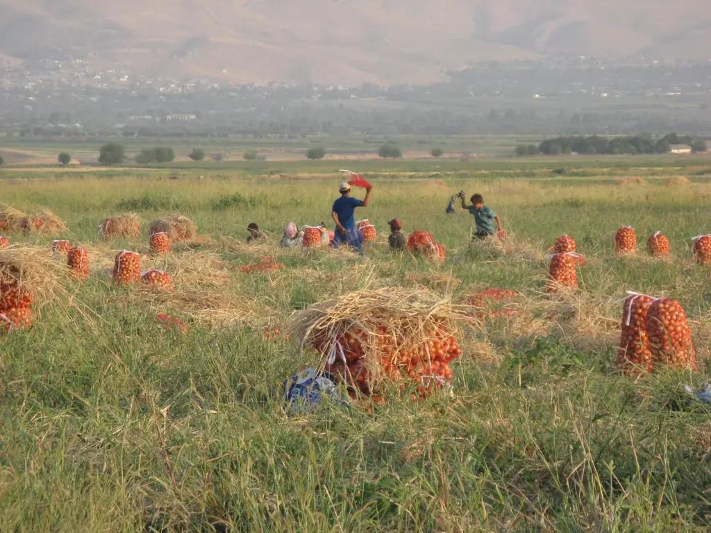 Депутат ЖК: Минсельхоз должен быть преобразован в мобильный госорган