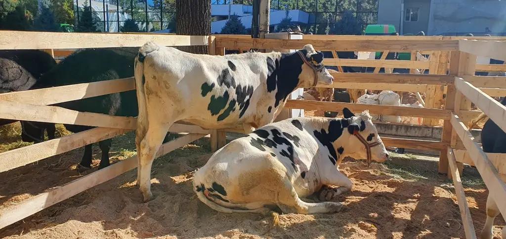 В Бишкеке проходят выставка сельхозтехники и сельхозярмарка