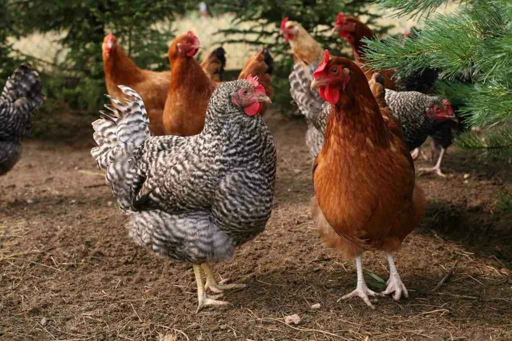 Для кур-несушек закупят комбикорм и клетки на 10.2 млн сомов