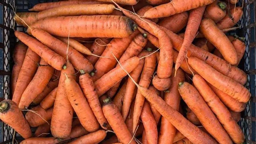 Правоохранительные органы КР расследуют факт завышения цен на морковь в июне