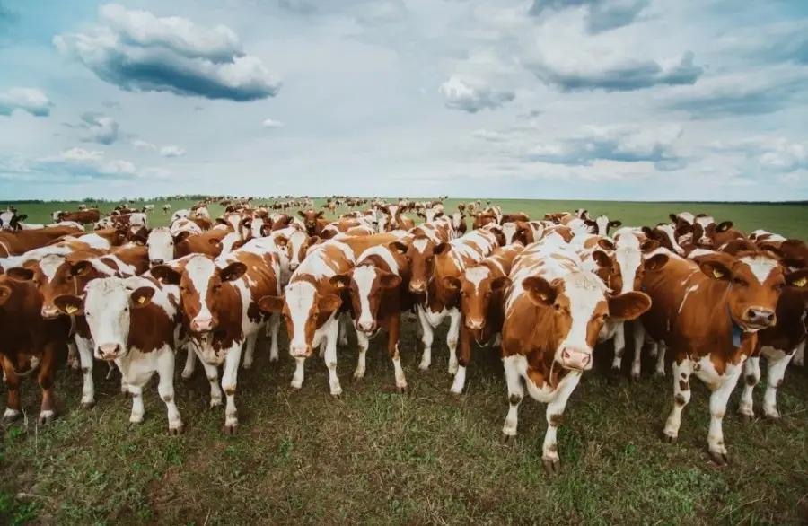 Кыргызстан и Корея работают над улучшением животноводства