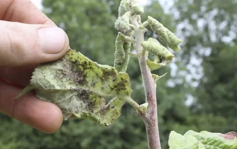 Депутат просит Минсельхоз предоставить баткенцам средства от тли