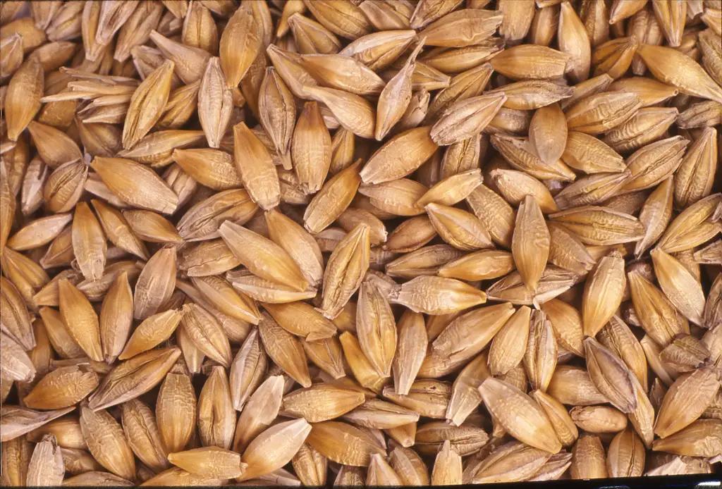 Минсельхозу выделят более 30 млн на семяна