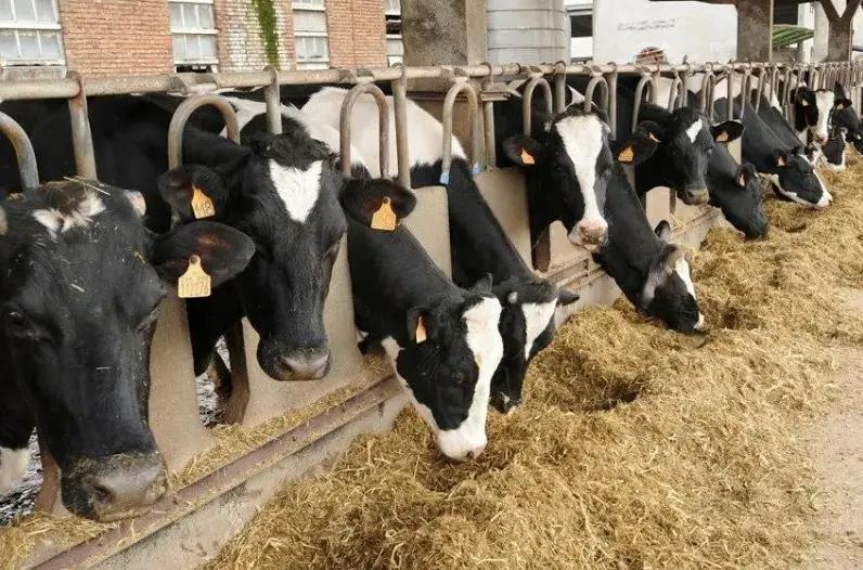 В Кыргызстане ряд кормов для животных подешевел в среднем на 25.91%