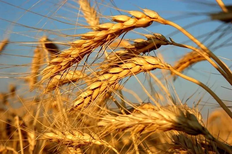 Удельный вес сельского хозяйства в ВВП КР в 2015 году – 15,2%