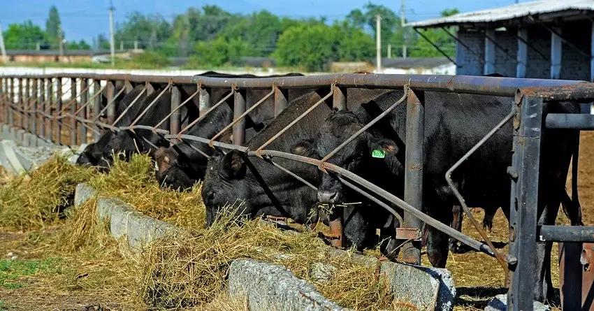 Кыргызстану предоставили очередную внешнюю помощь – 54 дойных коровы