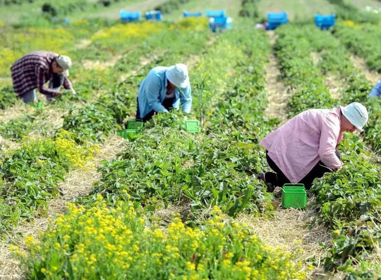 Великобритания и Южная Корея трудоустроят почти 3 тысячи кыргызстанцев