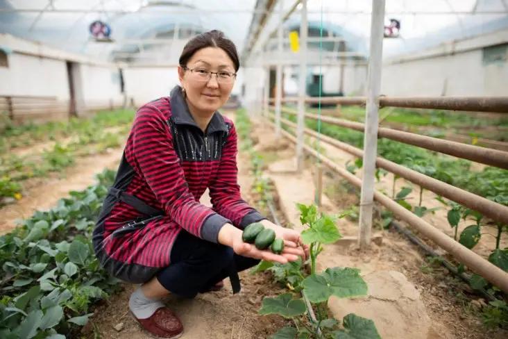 USAID потратит $15 млн на проект по торговле сельхозпродукцией