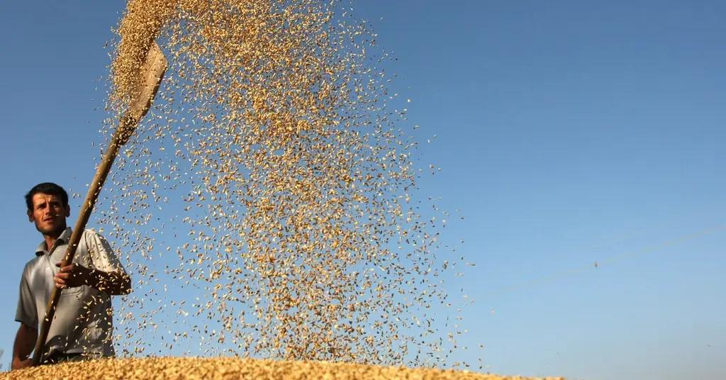 ФАО не ожидает удорожания сельхозпродукции в ближайшие 10 лет