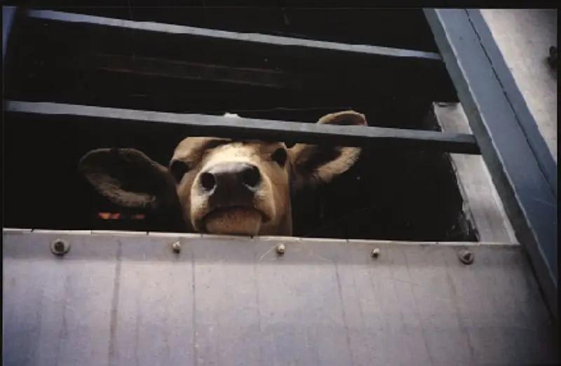 Мясо в КР дорожает из-за его экспорта в РУз