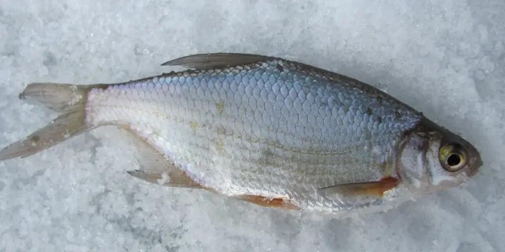 Россельхознадзор снимает ограничения на ввоз рыбы из КР