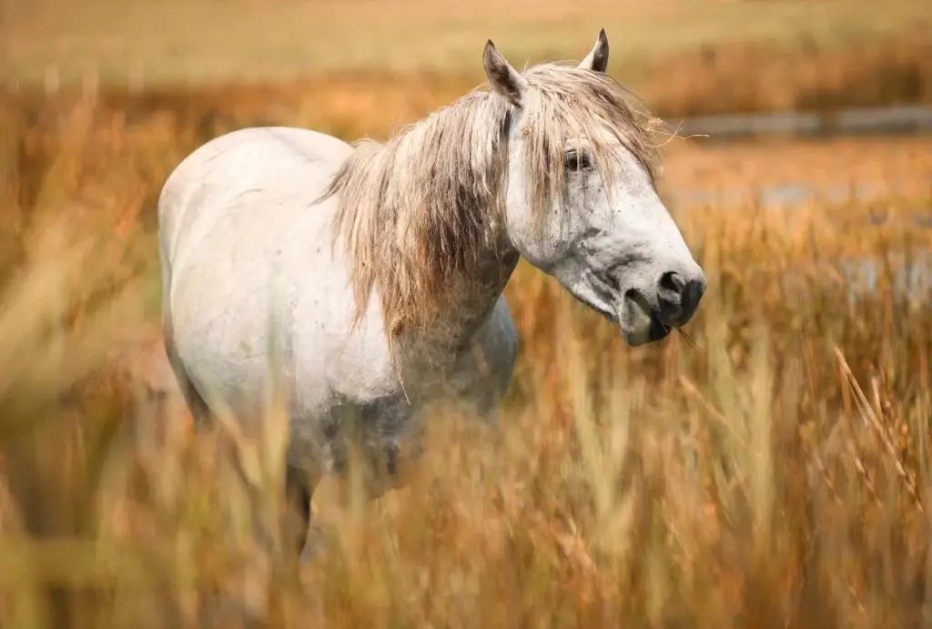 В январе в КР завезли 120 голов КРС. Все они получили сертификаты