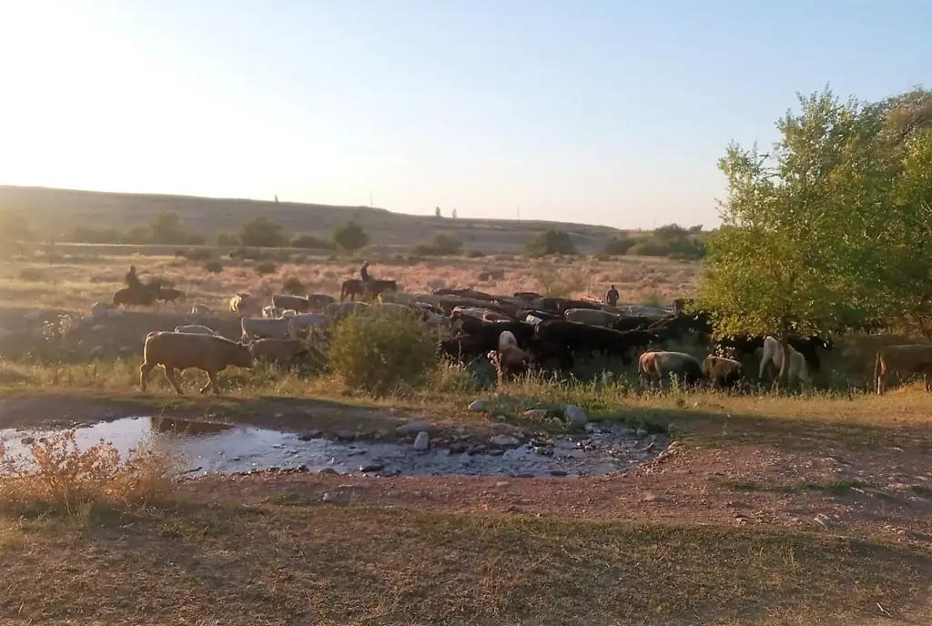 Из Казахстана в КР пытались перегнать скот на 10.4 млн сомов