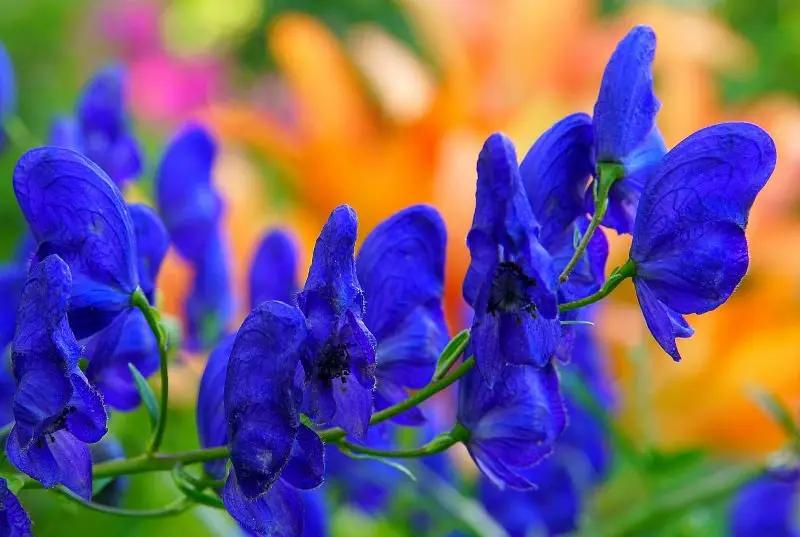 Кабмин запретит собирать аконит