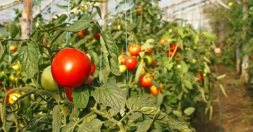 Узбекистан получит кредит от АБР в размере $154 млн на развитие плодоовощеводства