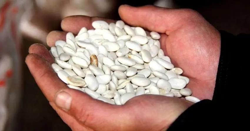 В Таласе реализуют проект по реабилитации семян фасоли. Профинансировал его фонд «Бакубат Талас»