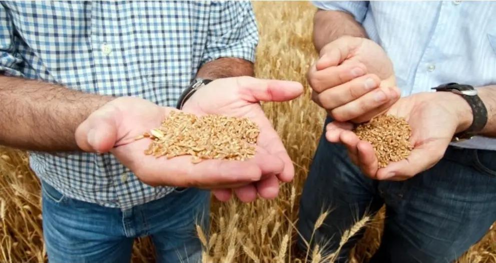 Некоторые семхозы имеют преимущественное право на получение дотационных семян