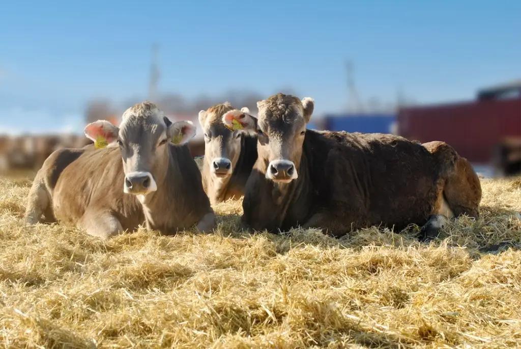 Впервые за 30 лет в Кыргызстан доставили уникальную породу крупного рогатого скота