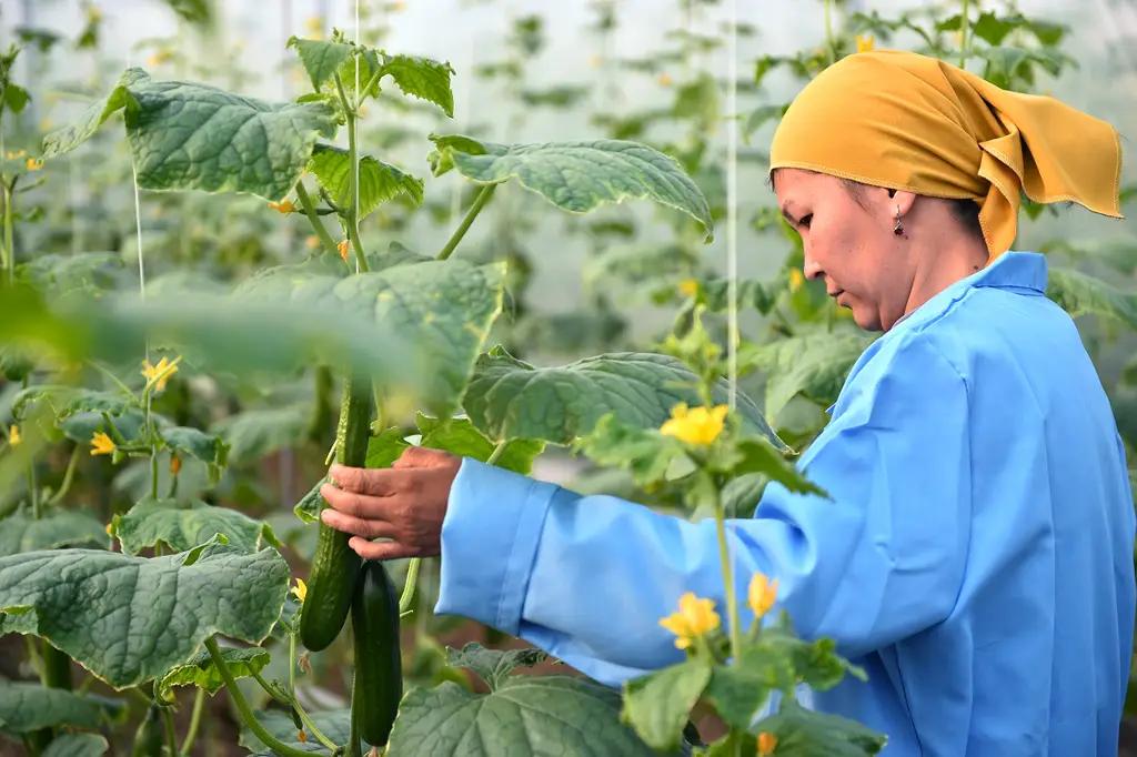 5 млрд сомов от Centerra Gold Inc. направят на развитие агросектора