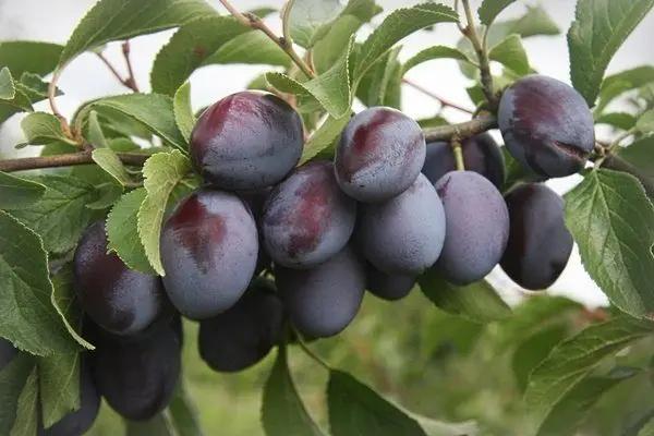 КР экспортировала 6.4 тысячи тонн органической сельхозпродукции