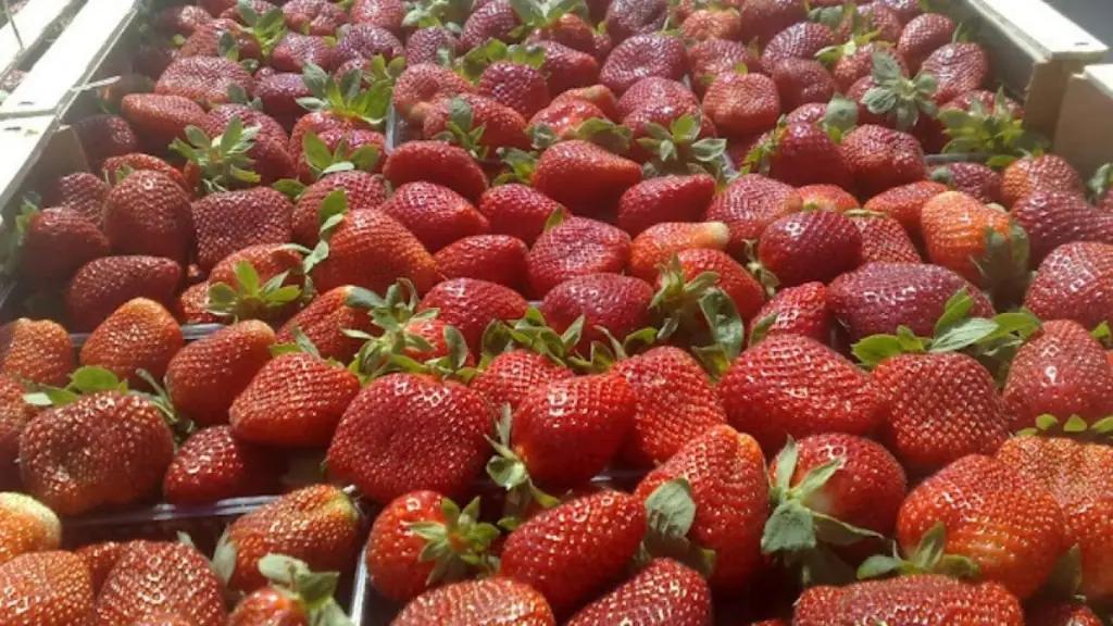 В РФ пытались ввезти клубнику из КР по поддельному сертификату