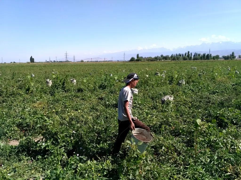 В 2019 году собрали 945.5 тысячи тонн овощей