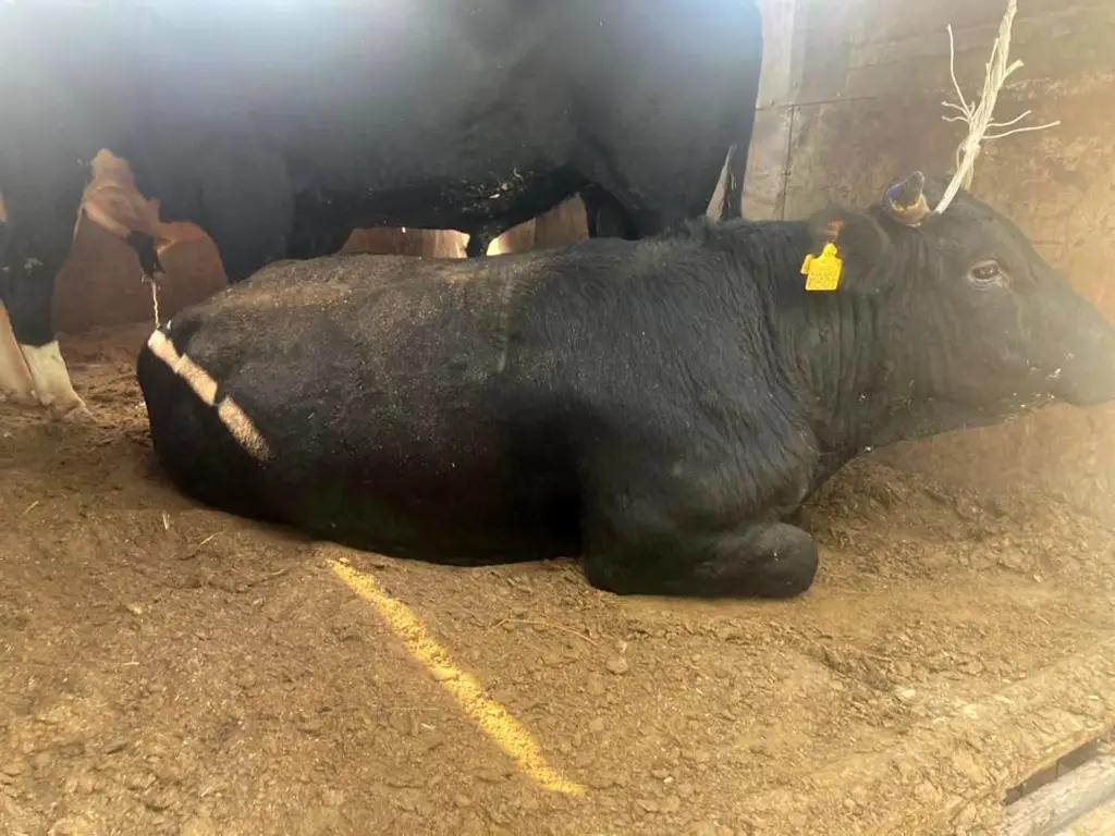 Из КР в Узбекистан пытались незаконно перевести скот на 450 млн сомов