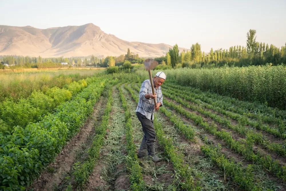 Фермеры получили кредиты на 3.9 млрд сомов по программе «ФСХ-10»