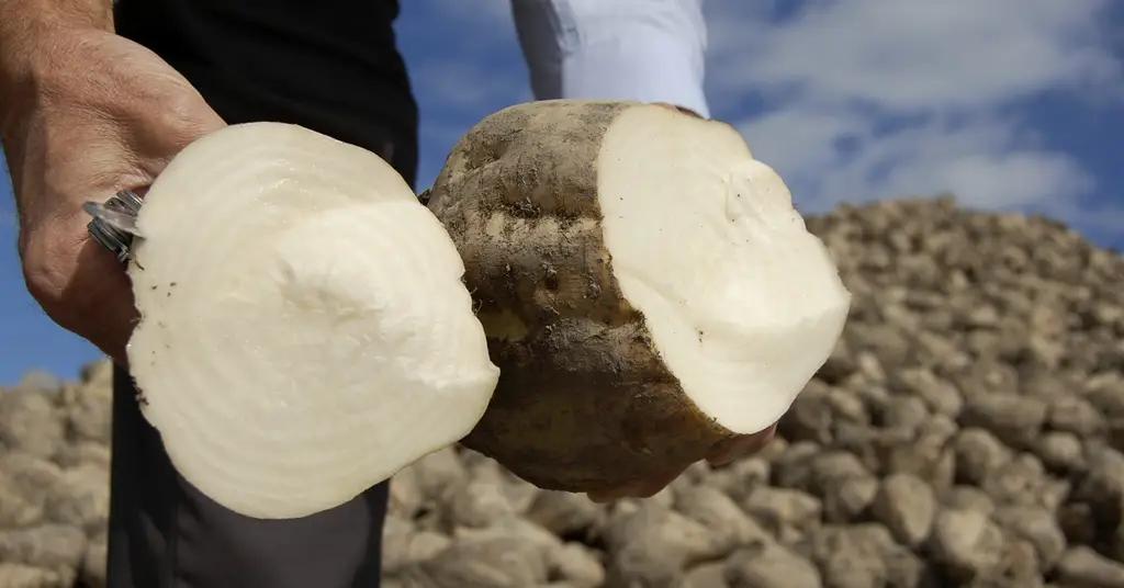 Имишлинский сахарный завод в Азербайджане собирается выходить на IPO в Лондоне