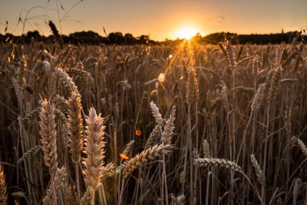 Мировые цены на пшеницу выросли на 1.6%