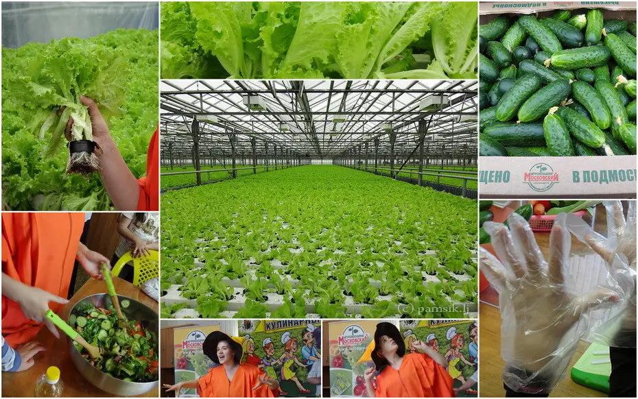 В КР школам позволят заниматься сельским хозяйством