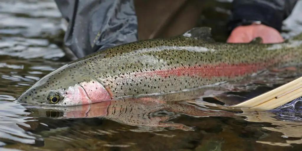 За восемь месяцев  в Кыргызстане произвели почти 9 тысяч тонн рыбы