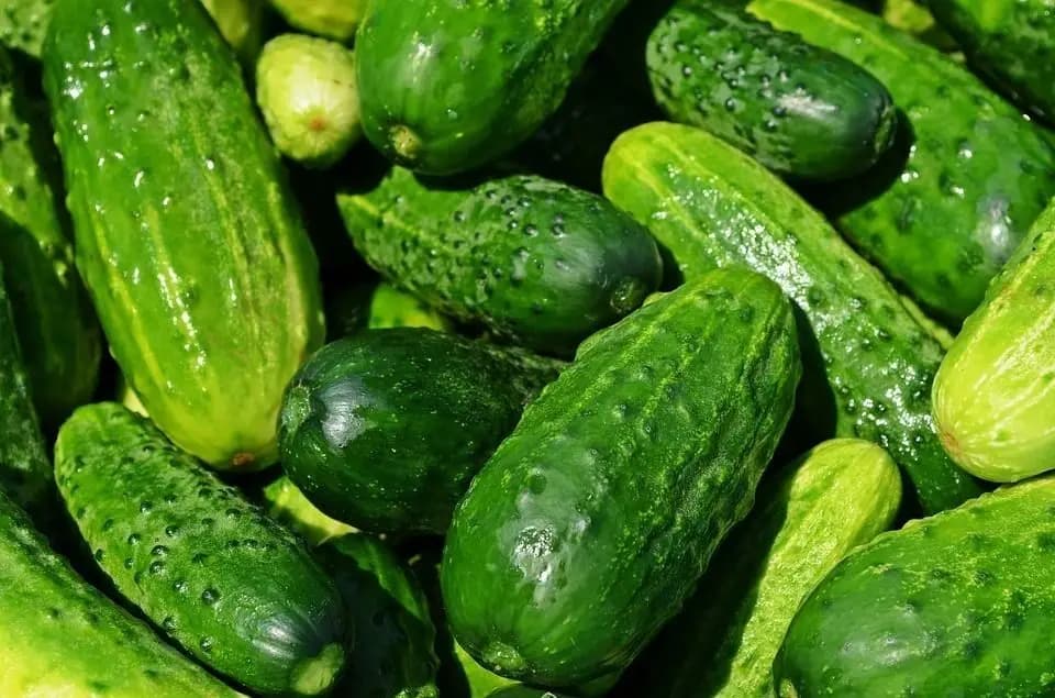 В РК огурцы и капуста подскочили в цене почти на 15% за месяц