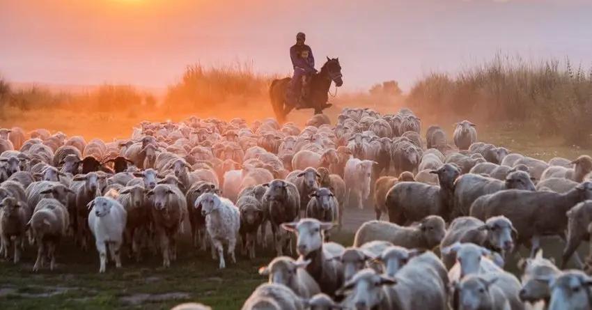 КР может выйти на внешние рынки со своей мясной продукцией — Роман Костюк
