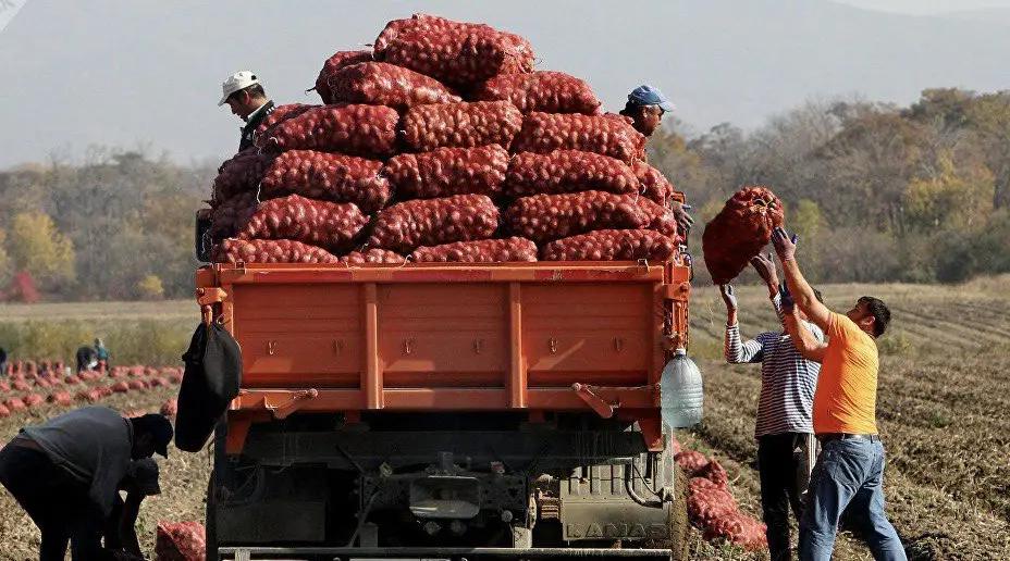 Темпы сбора урожая в КР опережают прошлогодние показатели