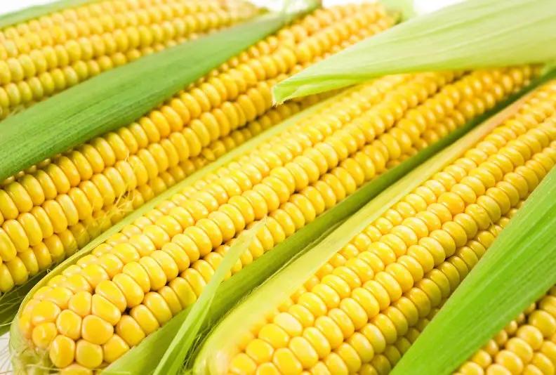 Министр сельского хозяйства рассказал, куда фермеры могут сдать кукурузу