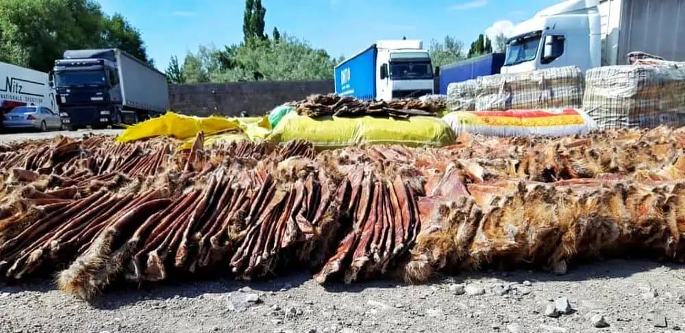 Финполиция пресекла крупный ввоз шкур животных на 500 млн сомов (видео)