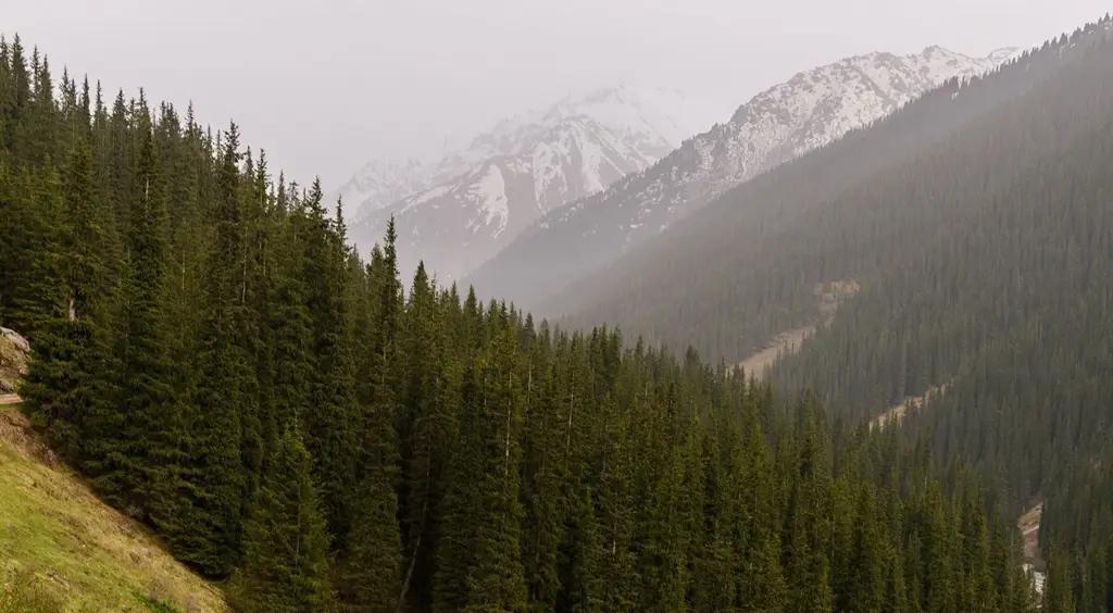 Вклад лесных хозяйств в ВВП до 2040 года планируют увеличить до 1%