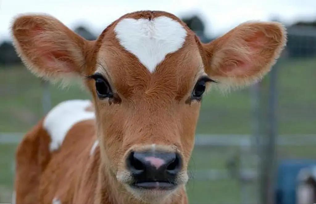 В Кыргызстане на покупку КРС выдано кредитов на 27.8 млн сомов